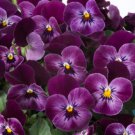 200 Seeds Floral Power Raspberry Pansy Viola Seeds For Garden Easy to Grow