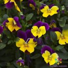 200 Seeds Fall Purple Wing Pansy Viola Seeds For Garden Easy to Grow
