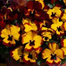 200 Seeds Fall Xl Fire Pansy Viola Seeds For Garden Easy to Grow