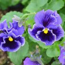 200 Seeds Frizzle Sizzle Blue Pansy Viola Seeds For Garden Easy to Grow