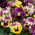 200 Seeds Frizzle Sizzle Mintapestry Pansy Viola Seeds Easy to Grow