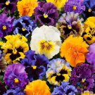 200 Seeds Frizzle Sizzle Mix Pansy Viola Seeds For Garden Easy to Grow