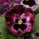 200 Seeds Frizzle Sizzle Raspberry Pansy Viola Seeds For Garden Easy to Grow