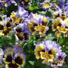200 Seeds Frizzle Sizzle Yellowblue Swirl Pansy Viola Seeds Easy to Grow