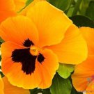 200 Seeds Inspire Pl Orange Blotch Pansy Viola Seeds For Garden Easy to Grow