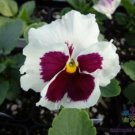 200 Seeds Inspire Red White Blotch Pansy Viola Seeds For Garden Easy to Grow