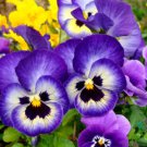200 Seeds Johnny Jump Up Pansy Viola Seeds For Garden Easy to Grow