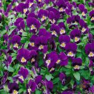200 Seeds King Henry Pansy Viola Seeds For Garden Planting Easy to Grow