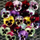 200 Seeds Majestic Giants Mix Pansy Viola Seeds For Garden Easy to Grow