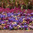 200 Seeds Matrix Coastal Sunrise Mix Pansy Viola Seeds For Garden Easy to Grow