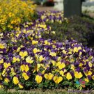 200 Seeds Matrix Morphe Pansy Viola Seeds For Garden Easy to Grow