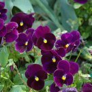 200 Seeds Matrix Purple Pansy Viola Seeds For Garden Easy to Grow