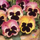 200 Seeds Matrix Sunrise Pansy Viola Seeds For Garden Easy to Grow