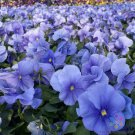 200 Seeds Matrix True Blue Pansy Viola Seeds For Garden Easy to Grow