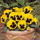 200 Seeds Matrix Yellow Blotch Pansy Viola Seeds For Garden Easy to Grow