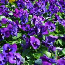 200 Seeds Neon Violet Pansy Viola Seeds For Garden Planting Easy to Grow