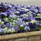 200 Seeds Ocean Breeze Mix Pansy Viola Seeds For Garden Easy to Grow