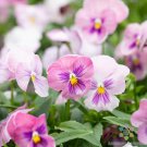 200 Seeds Panola Pink Shades Mix Pansy Viola Seeds For Garden Easy to Grow