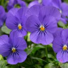200 Seeds Penny Blue Pansy Viola Seeds For Garden Planting Easy to Grow