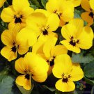 200 Seeds Penny Yellow Pansy Viola Seeds For Garden Planting Easy to Grow