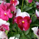200 Seeds Premier Beacon Rose Pansy Viola Seeds For Garden Easy to Grow