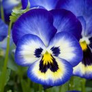 200 Seeds Premier Blueberry Thrill Pansy Viola Seeds For Garden Easy to Grow
