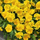 200 Seeds Pure Golden Yellow Pansy Viola Seeds For Garden Easy to Grow