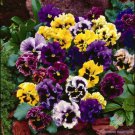 200 Seeds Rococo Mix Pansy Viola Seeds For Garden Planting Easy to Grow