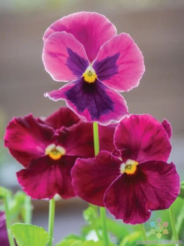 200 Seeds Ruby Mix Pansy Viola Seeds For Garden Planting Easy to Grow