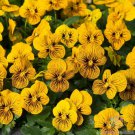 200 Seeds Sorbet Tiger Eye Pansy Viola Seeds For Garden Easy to Grow