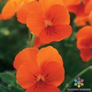 200 Seeds Sorbet Xp Deep Orange Pansy Viola Seeds For Garden Easy to Grow