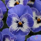 200 Seeds Sorbet Xp Delft Blue Pansy Viola Seeds For Garden Easy to Grow