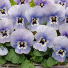 200 Seeds Sorbet Xp Marina Pansy Viola Seeds For Garden Easy to Grow