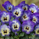 200 Seeds Sorbet Xp Neptune Pansy Viola Seeds For Garden Easy to Grow