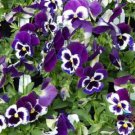 200 Seeds Sorbet Xp Purple Pansy Viola Seeds For Garden Easy to Grow