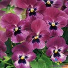 200 Seeds Sorbet Xp Raspberry Pansy Viola Seeds For Garden Easy to Grow