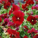 200 Seeds Sorbet Xp Red Blotch Pansy Viola Seeds For Garden Easy to Grow