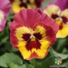 200 Seeds Sorbet Xp Rose Picotee Pansy Viola Seeds For Garden Easy to Grow