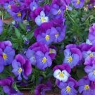 200 Seeds Spreading Plentifall Lavender Blue Pansy Viola Seeds Easy to Grow