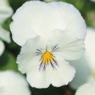 200 Seeds Spreading Plentifall White Pansy Viola Seeds For Garden Easy to Grow