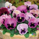 200 Seeds Spring Matrix Pink Shades Mix Pansy Viola Seeds Easy to Grow