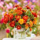 200 Seeds Swiss Giants Orange Sun Pansy Viola Seeds For Garden Easy to Grow