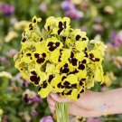 200 Seeds Swiss Giants Rhinegold Pansy Viola Seeds For Garden Easy to Grow