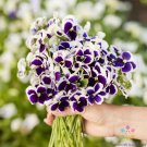200 Seeds Swiss Giants Silverbride Pansy Viola Seeds For Garden Easy to Grow