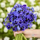200 Seeds Swiss Giants Ullswater Pansy Viola Seeds For Garden Easy to Grow