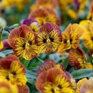 200 Seeds Tiger Eye Yellow Pansy Viola Seeds For Garden Easy to Grow