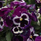 200 Seeds Viva La Violet Pansy Viola Seeds For Garden Easy to Grow