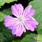 25 Seeds Hexham Feathers Geranium Seeds For Garden Planting Easy to Grow