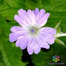 25 Seeds Hexham Lace Geranium Seeds For Garden Planting Easy to Grow