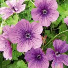 25 Seeds Hexham Velvet Geranium Seeds For Garden Planting Easy to Grow